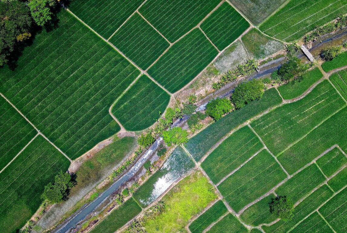 overhead shot of green farmland
