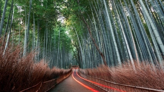 Forest path with parallel red lines on the path