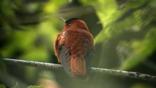 Pequeno pássaro em ambiente de ilha.
