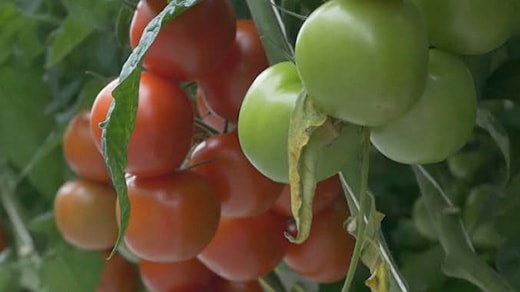 Ripe tomatoes on the vine