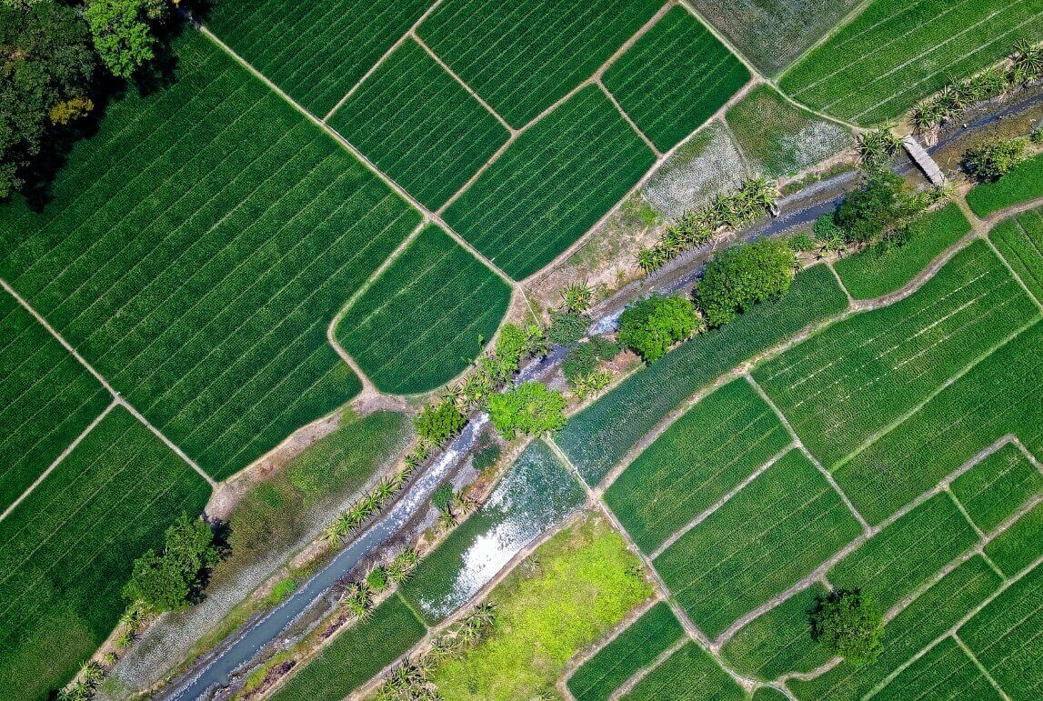 overhead shot of green farmland
