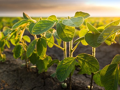 Finding new ways to solve food shortages