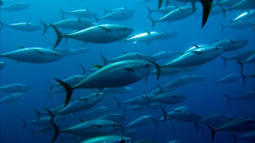 Fischerboote im Hafen